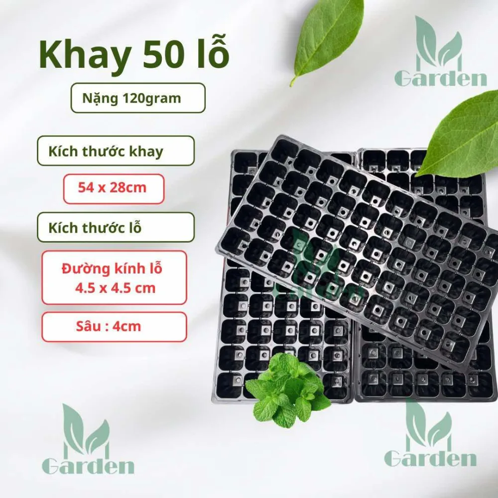 50 lỗ